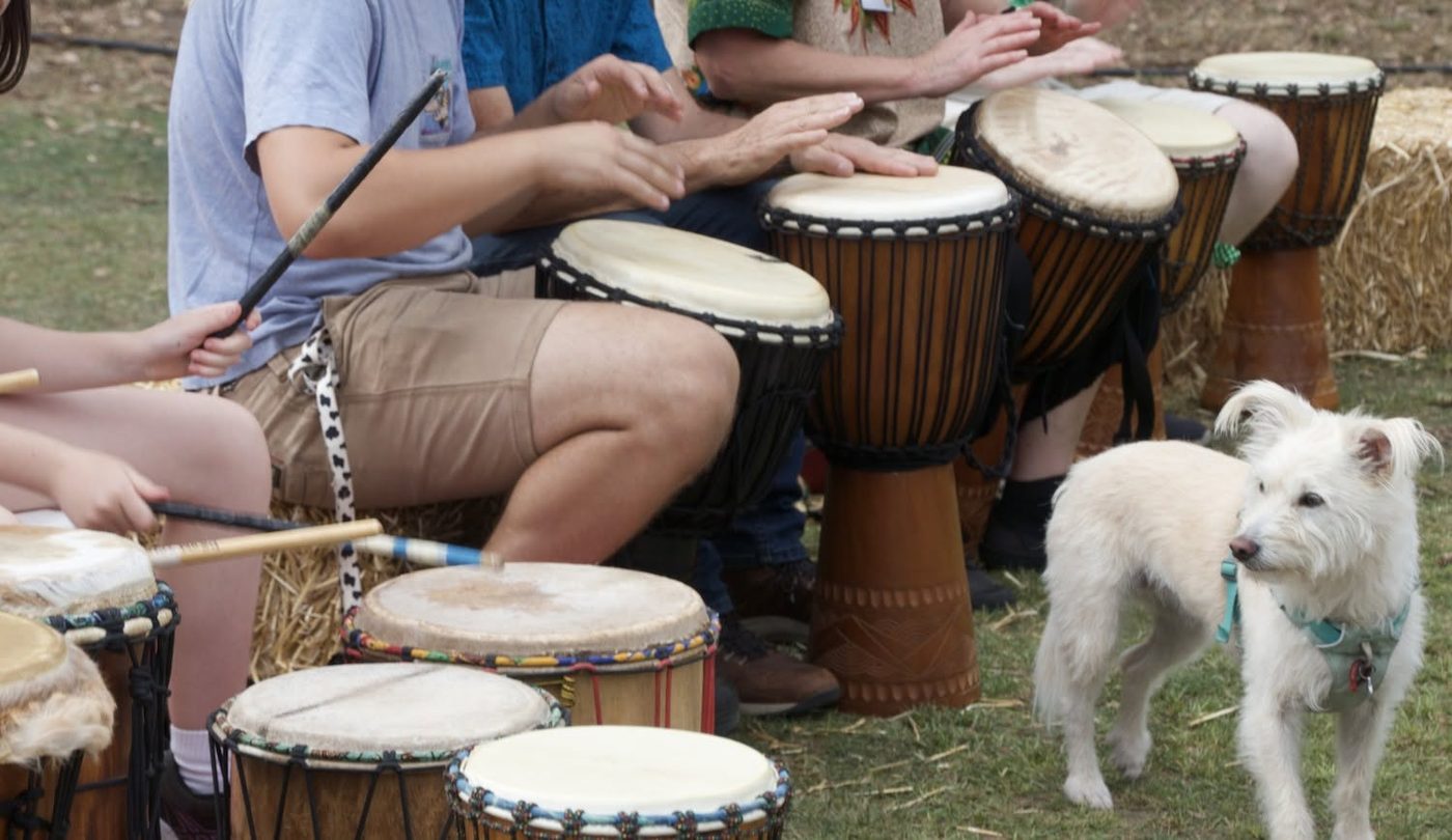Close-up of hands playing djembes outdoors on hay bales, with a small white dog wandering past